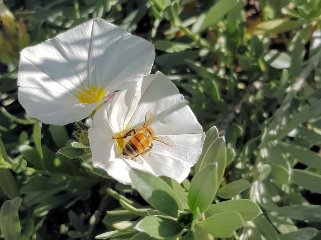 Apis mellifera on Convolvulus cneorum, Alice Springs NT