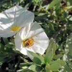 Apis mellifera on Convolvulus cneorum, Alice Springs NT