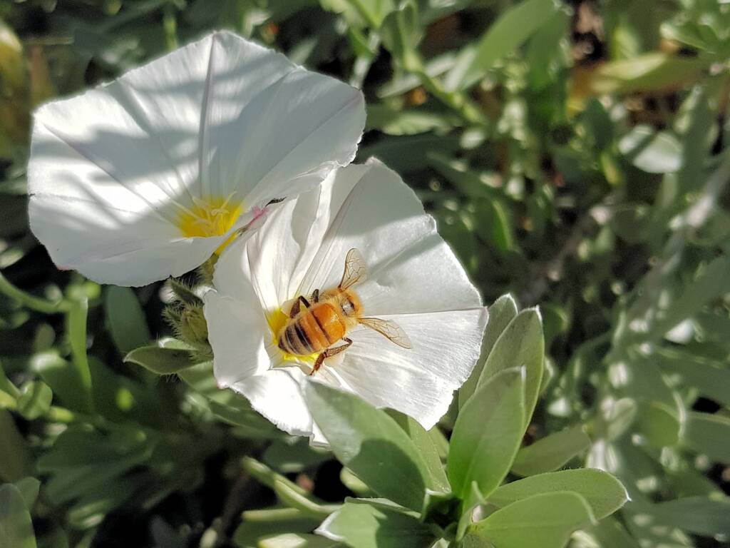 Apis mellifera on Convolvulus cneorum, Alice Springs NT
