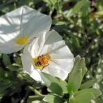 Apis mellifera on Convolvulus cneorum, Alice Springs NT