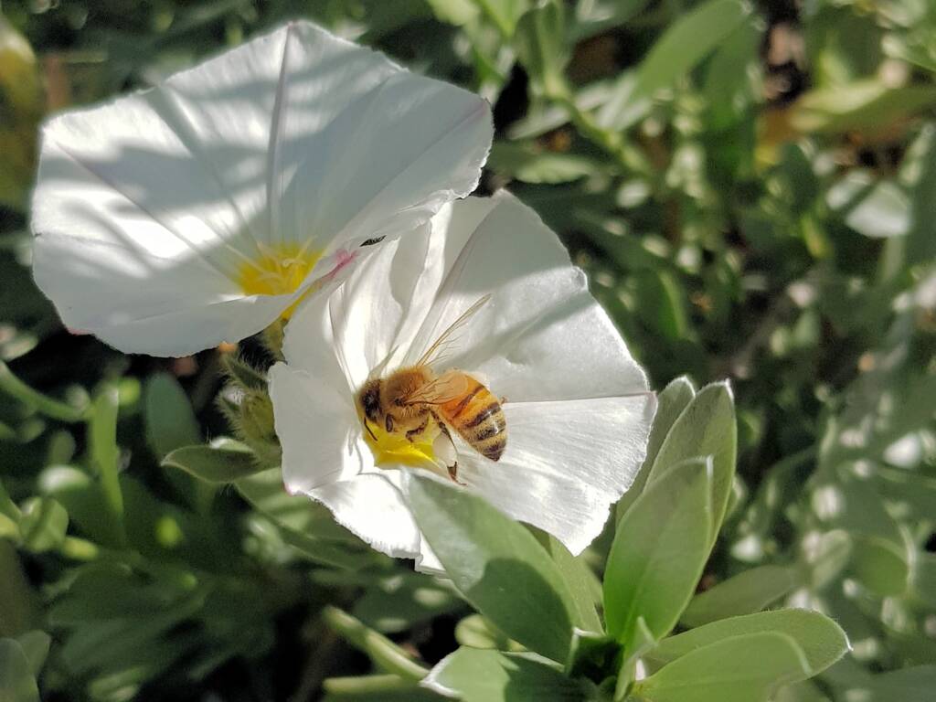 Apis mellifera on Convolvulus cneorum, Alice Springs NT