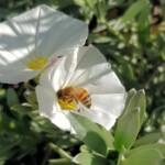 Apis mellifera on Convolvulus cneorum, Alice Springs NT