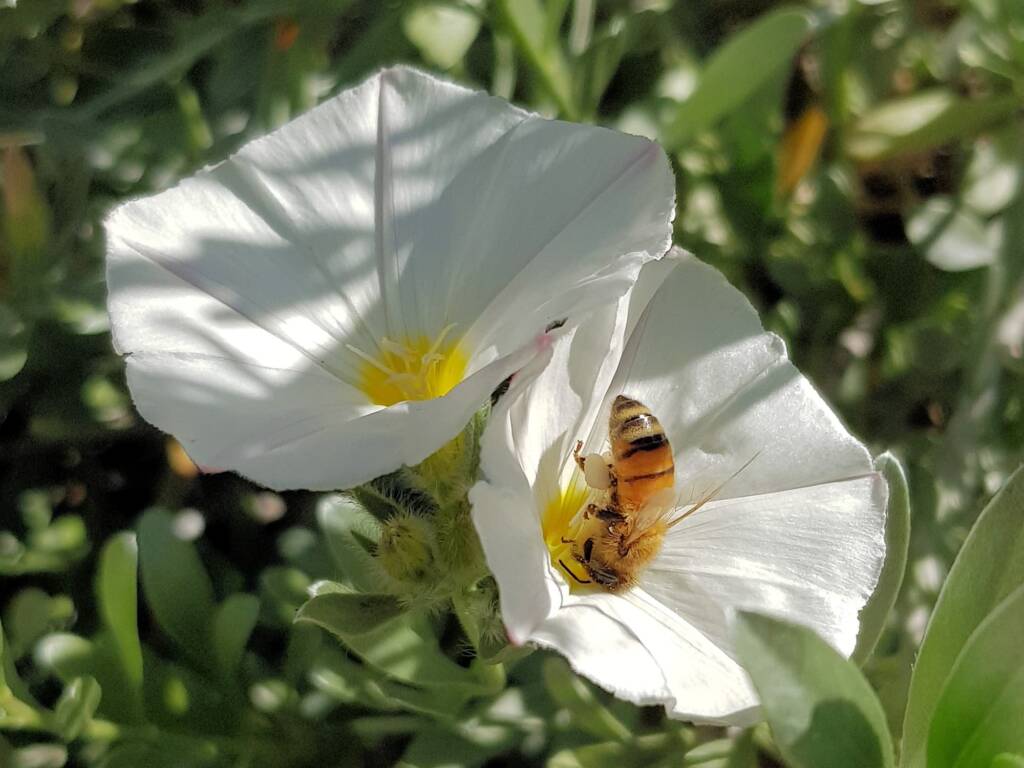 Apis mellifera on Convolvulus cneorum, Alice Springs NT