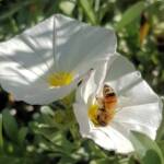 Apis mellifera on Convolvulus cneorum, Alice Springs NT