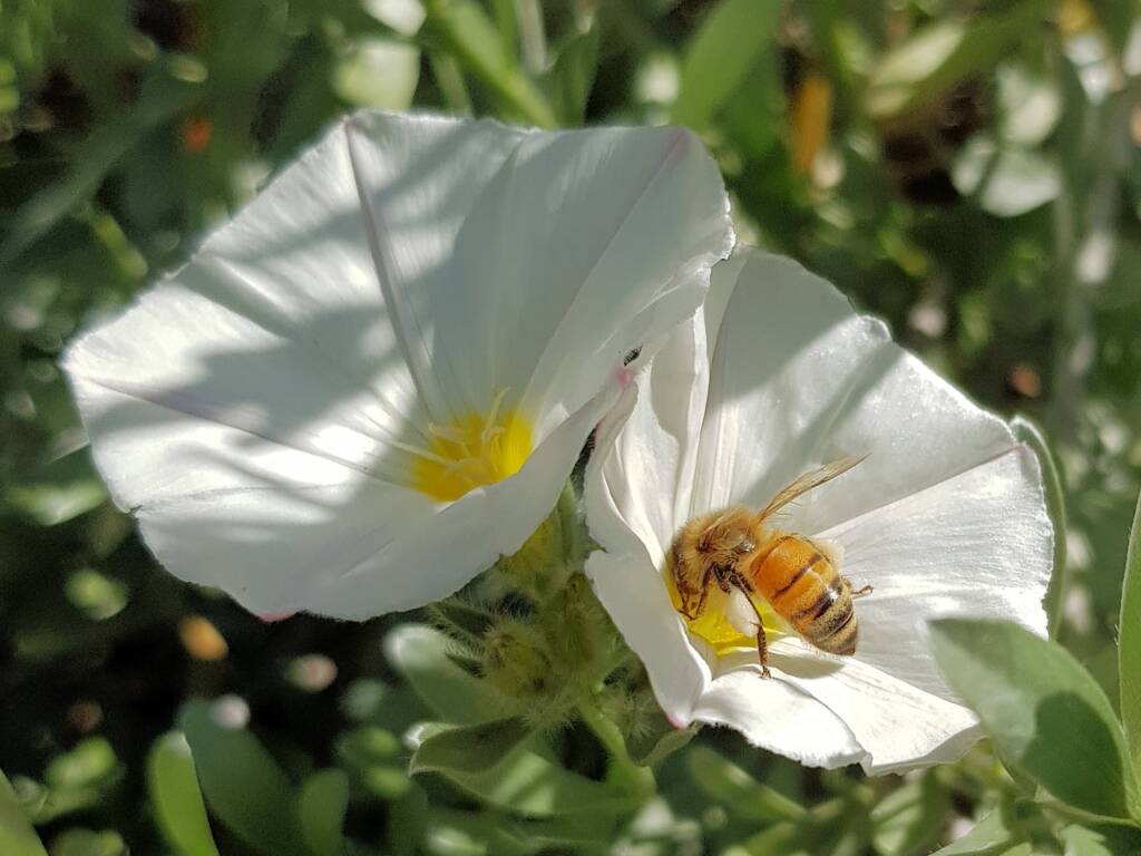 Apis mellifera on Convolvulus cneorum, Alice Springs NT
