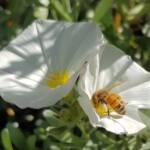 Apis mellifera on Convolvulus cneorum, Alice Springs NT