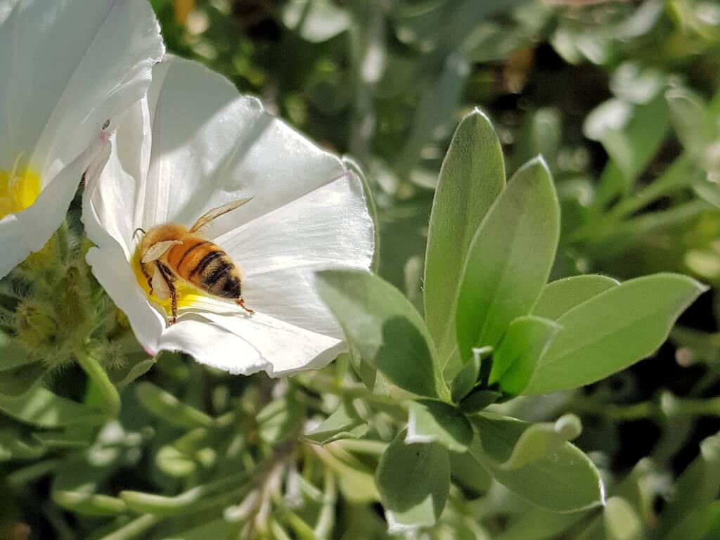 Apis mellifera on Convolvulus cneorum, Alice Springs NT
