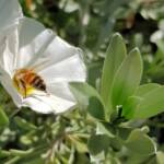 Apis mellifera on Convolvulus cneorum, Alice Springs NT