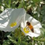 Apis mellifera on Convolvulus cneorum, Alice Springs NT