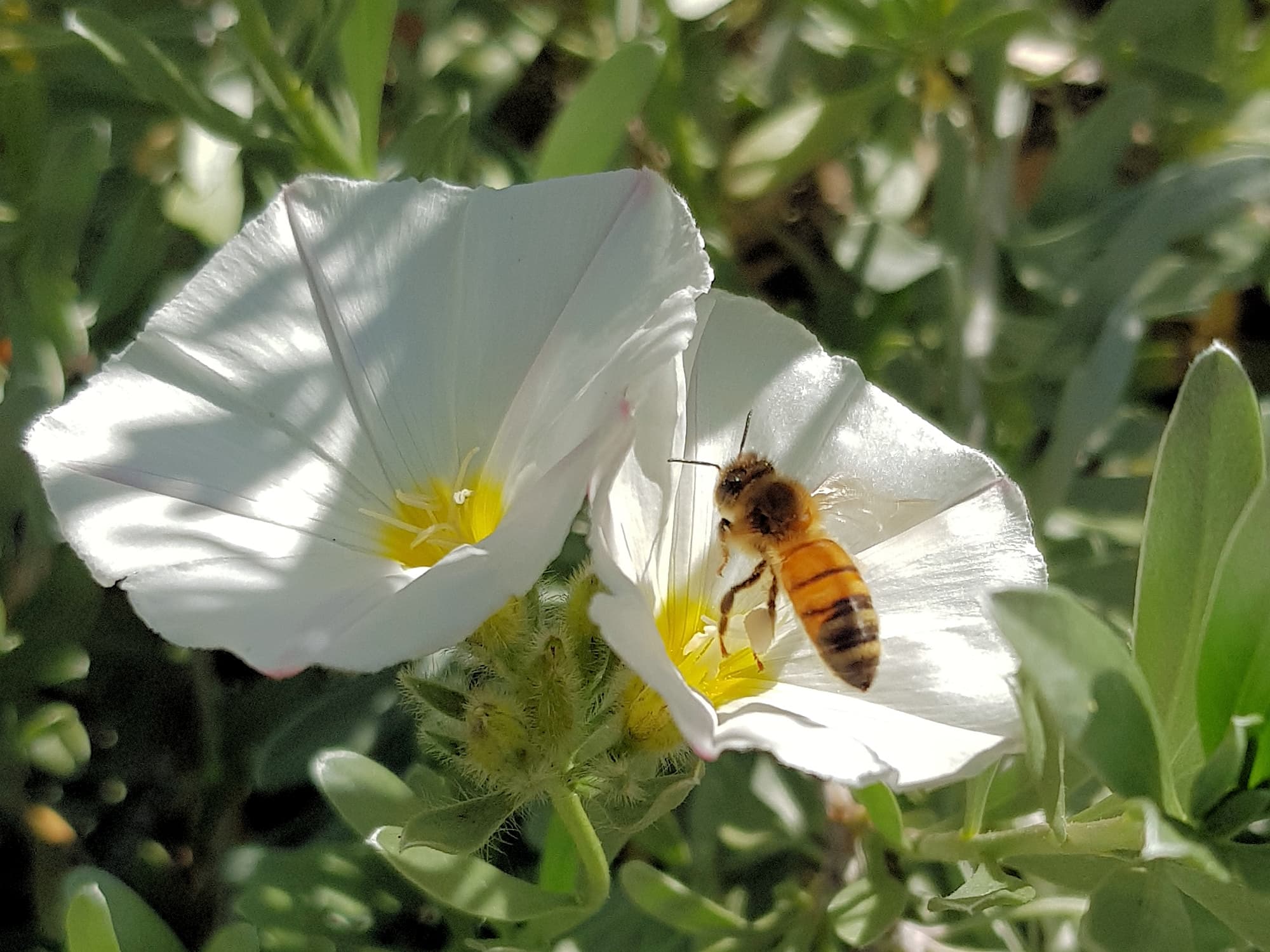 Apis mellifera on Convolvulus cneorum, Alice Springs NT