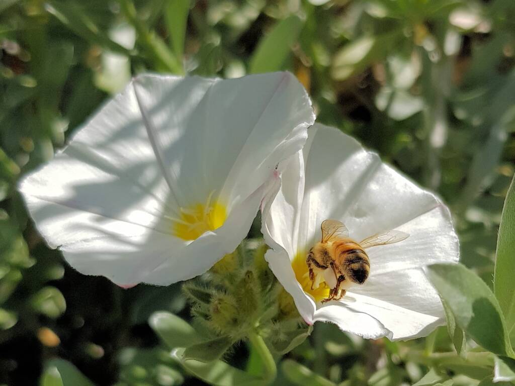 Apis mellifera on Convolvulus cneorum, Alice Springs NT