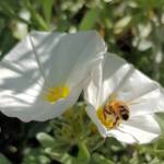 Apis mellifera on Convolvulus cneorum, Alice Springs NT