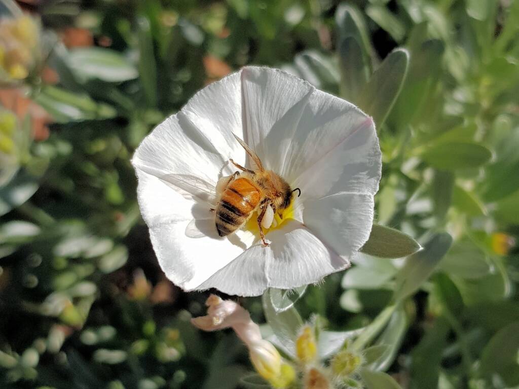 Apis mellifera on Convolvulus cneorum, Alice Springs NT