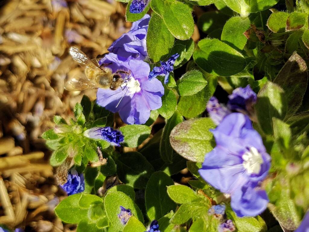 Apis mellifera on Convolvulus sabatius, Alice Springs NT