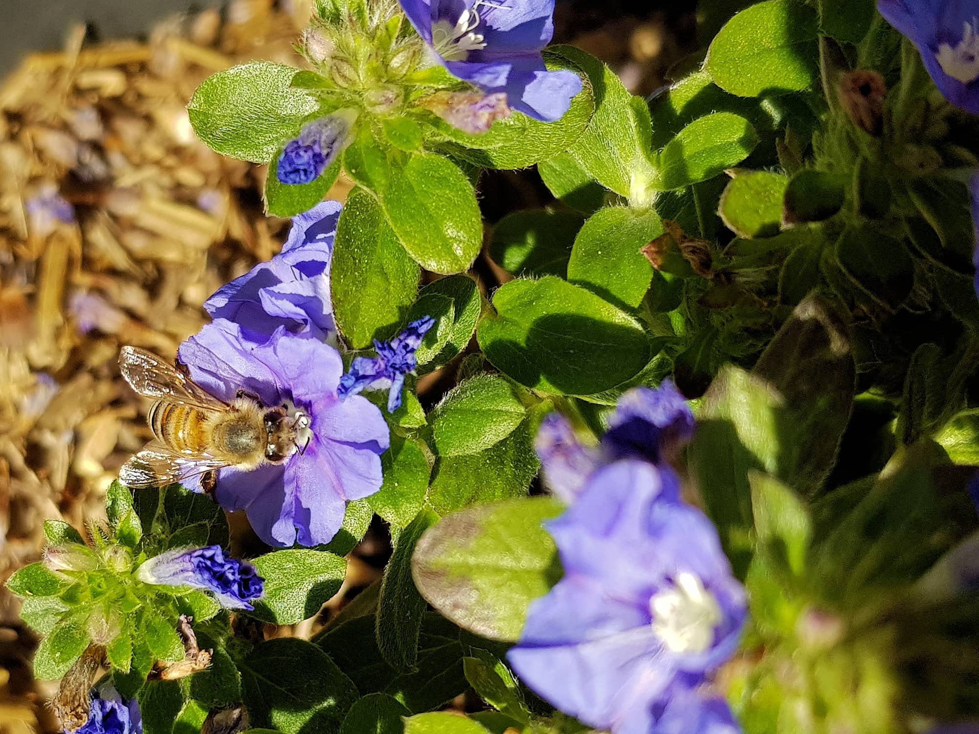 Apis mellifera on Convolvulus sabatius, Alice Springs NT