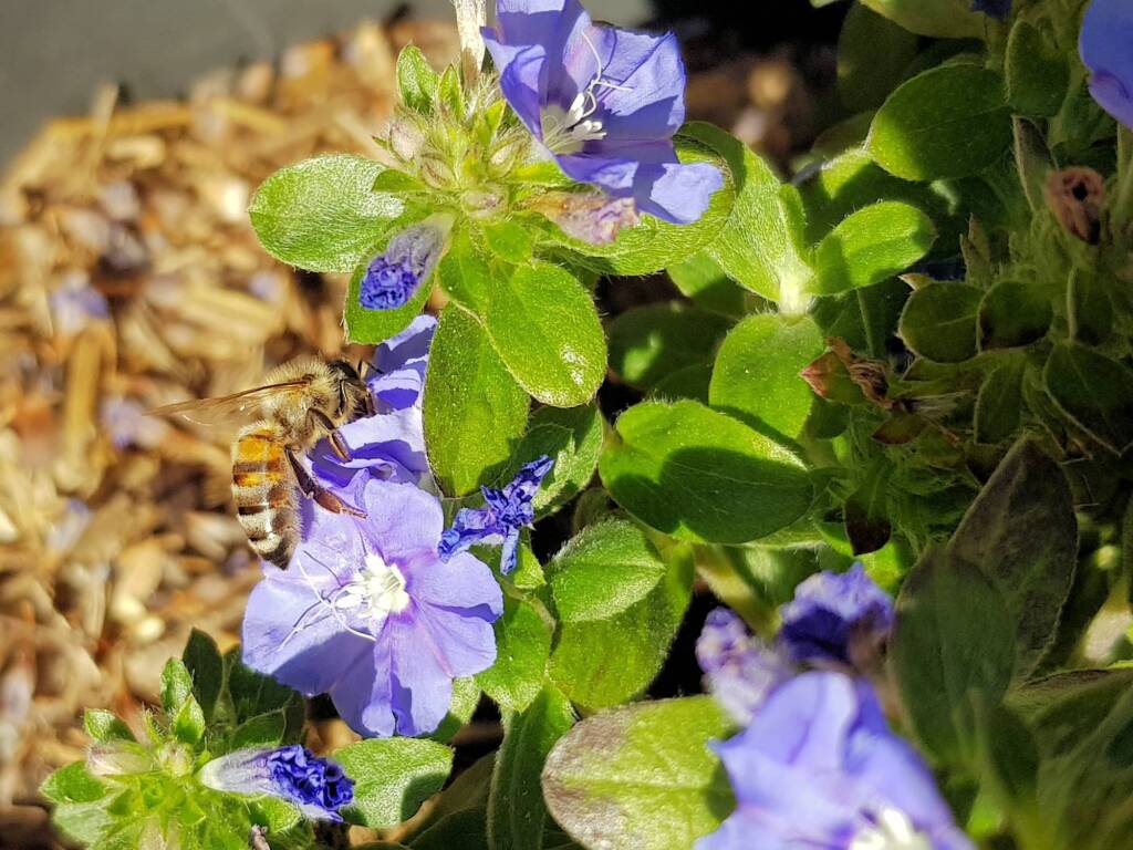Apis mellifera on Convolvulus sabatius, Alice Springs NT