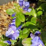 Apis mellifera on Convolvulus sabatius, Alice Springs NT