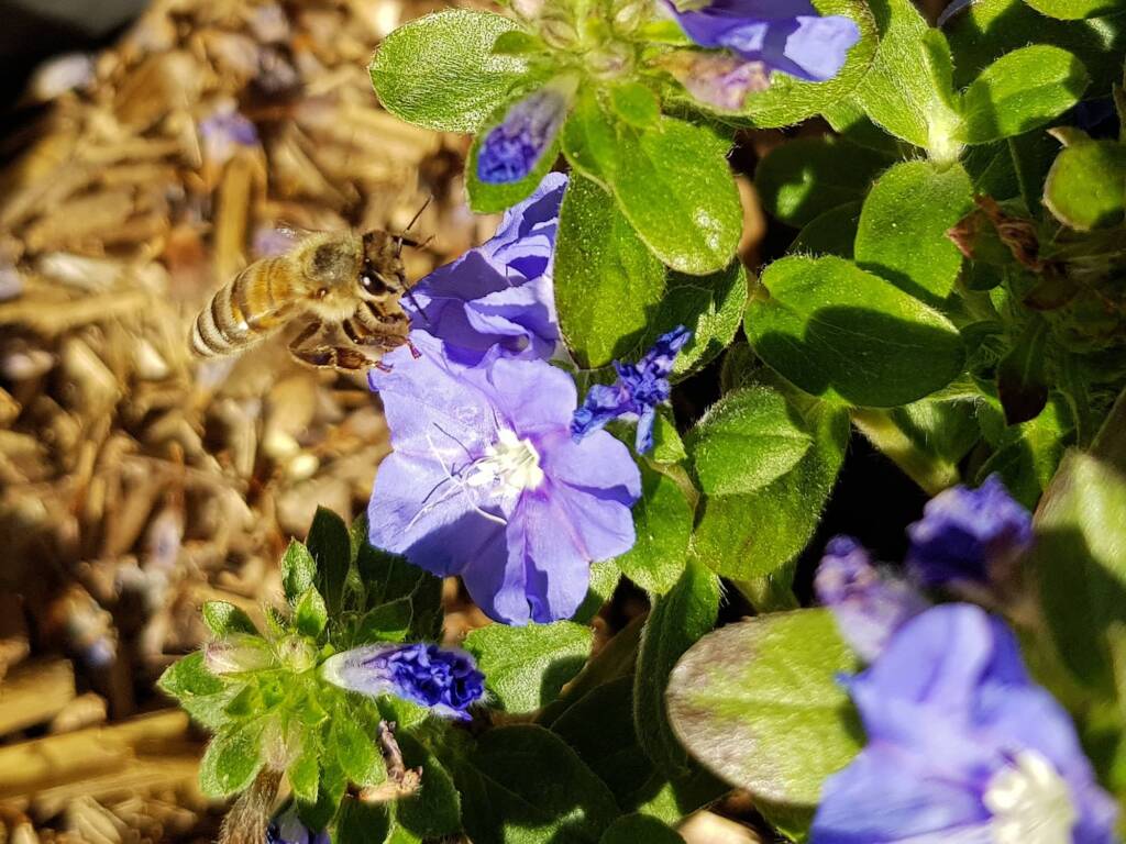 Apis mellifera on Convolvulus sabatius, Alice Springs NT