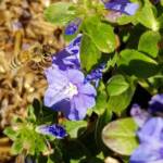Apis mellifera on Convolvulus sabatius, Alice Springs NT