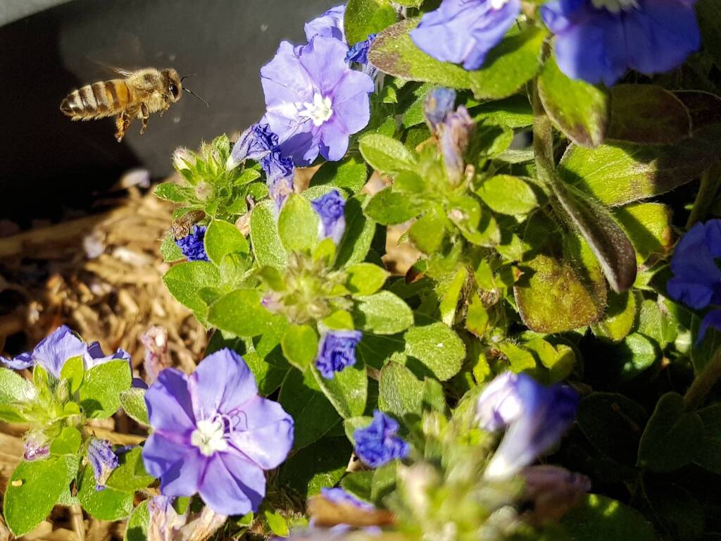 Apis mellifera on Convolvulus sabatius, Alice Springs NT
