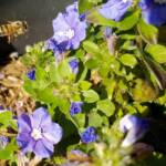 Apis mellifera on Convolvulus sabatius, Alice Springs NT