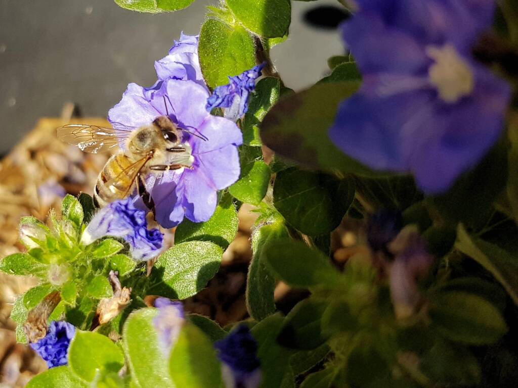 Apis mellifera on Convolvulus sabatius, Alice Springs NT