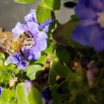 Apis mellifera on Convolvulus sabatius, Alice Springs NT