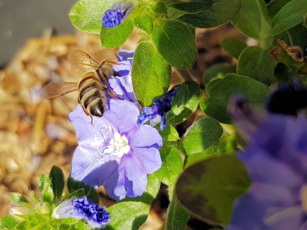 Apis mellifera on Convolvulus sabatius, Alice Springs NT