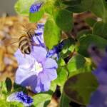 Apis mellifera on Convolvulus sabatius, Alice Springs NT