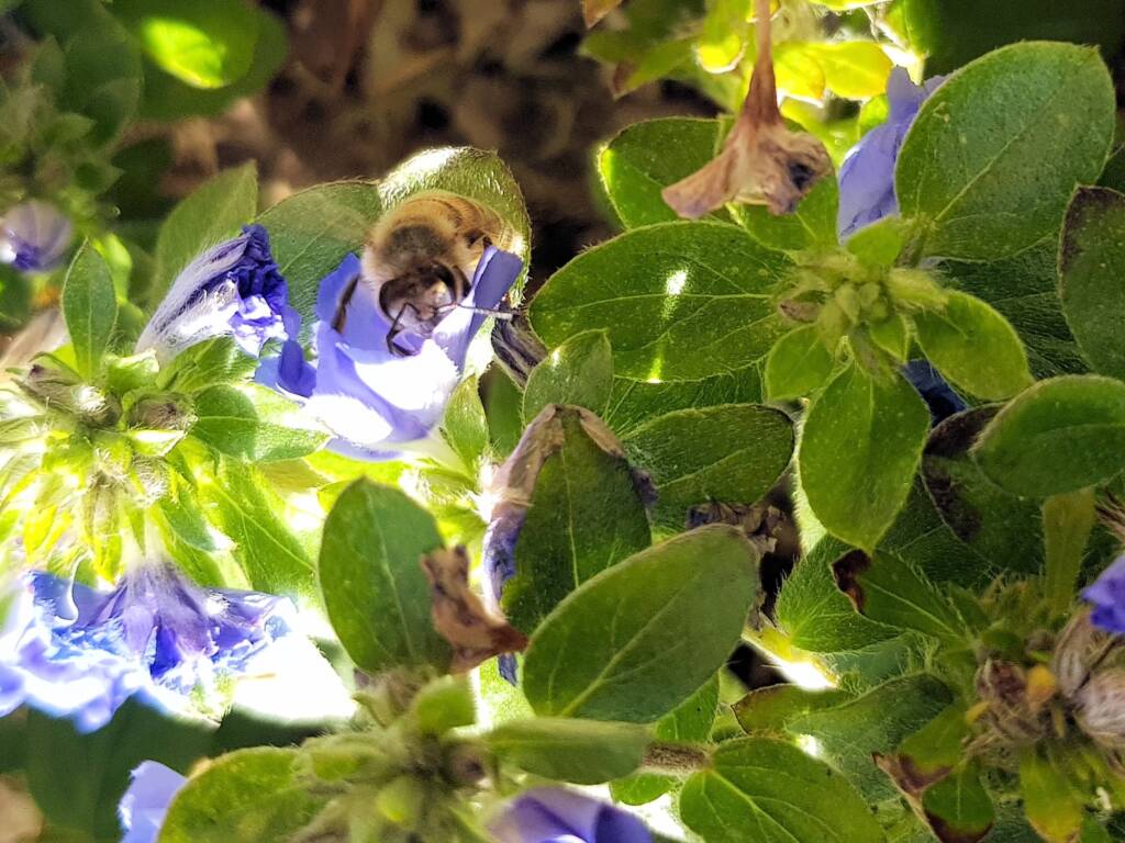 Apis mellifera on Convolvulus sabatius, Alice Springs NT