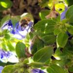 Apis mellifera on Convolvulus sabatius, Alice Springs NT