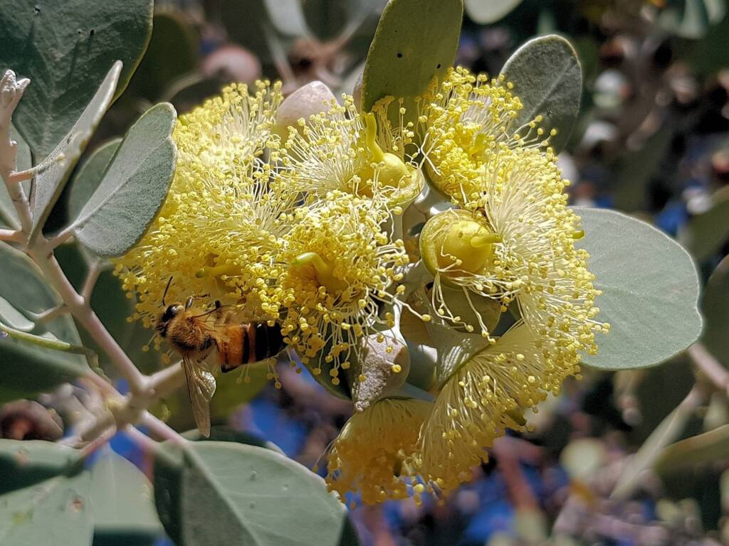 Apis mellifera on Round-leaved Mallee (Eucalyptus orbifolia), Alice Springs NT