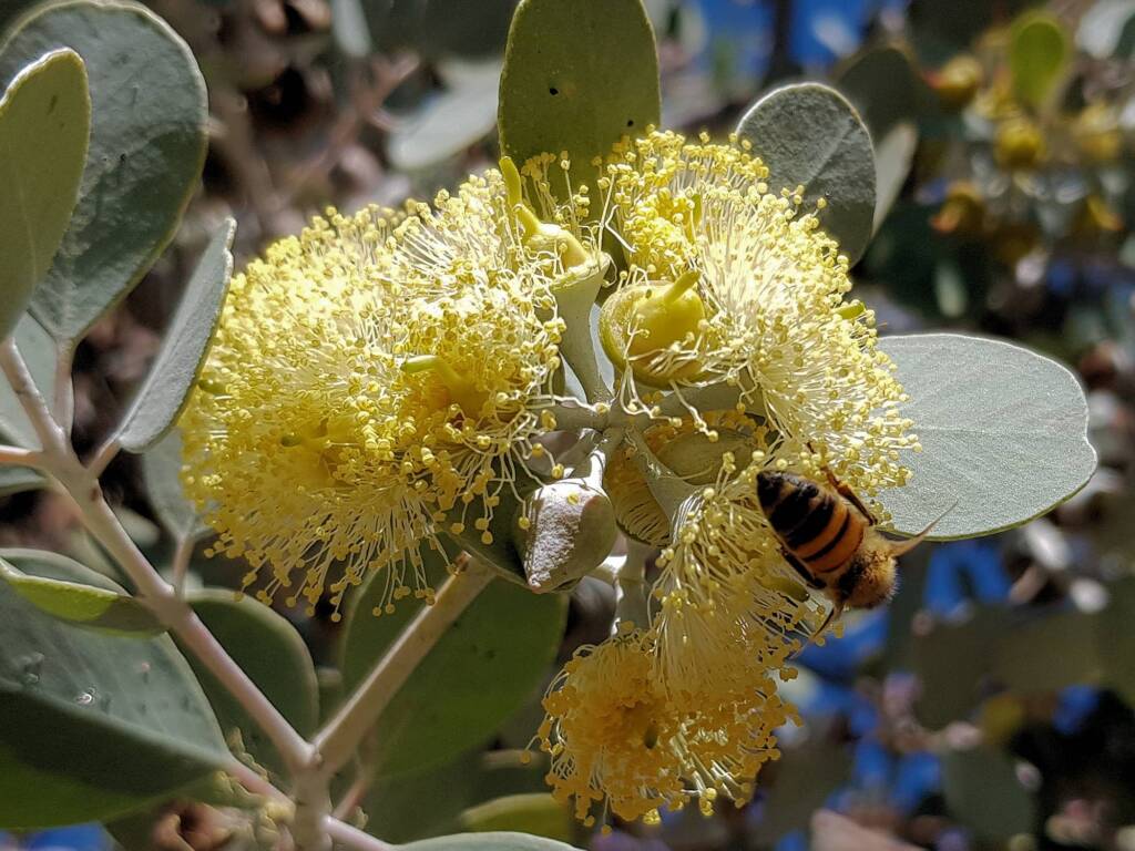 Apis mellifera on Round-leaved Mallee (Eucalyptus orbifolia), Alice Springs NT