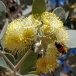 Apis mellifera on Round-leaved Mallee (Eucalyptus orbifolia), Alice Springs NT