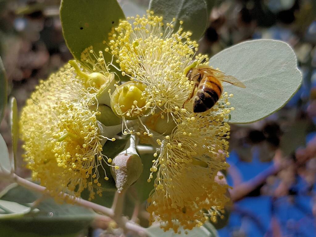 Apis mellifera on Round-leaved Mallee (Eucalyptus orbifolia), Alice Springs NT
