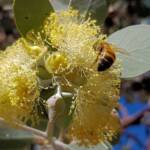 Apis mellifera on Round-leaved Mallee (Eucalyptus orbifolia), Alice Springs NT