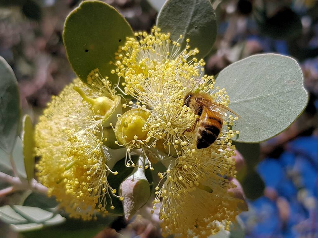 Apis mellifera on Round-leaved Mallee (Eucalyptus orbifolia), Alice Springs NT