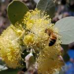 Apis mellifera on Round-leaved Mallee (Eucalyptus orbifolia), Alice Springs NT