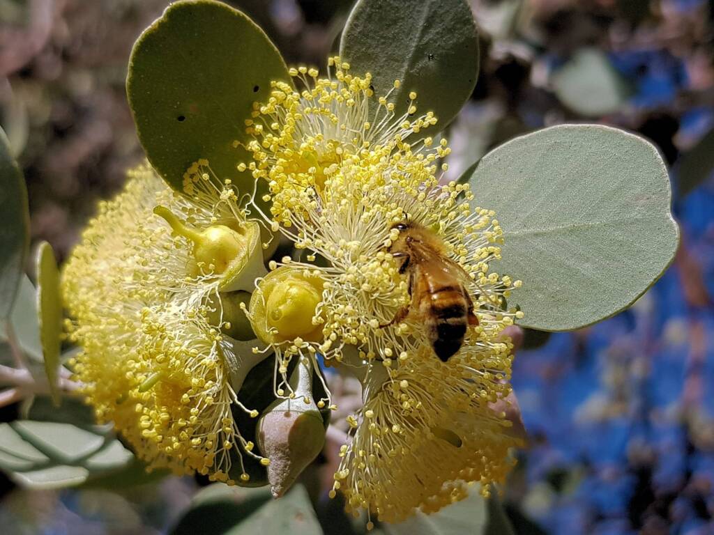 Apis mellifera on Round-leaved Mallee (Eucalyptus orbifolia), Alice Springs NT