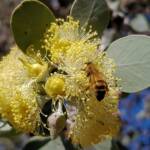 Apis mellifera on Round-leaved Mallee (Eucalyptus orbifolia), Alice Springs NT