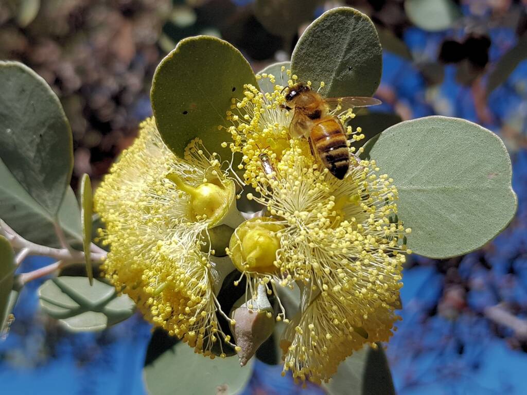 Apis mellifera on Round-leaved Mallee (Eucalyptus orbifolia), Alice Springs NT
