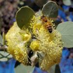 Apis mellifera on Round-leaved Mallee (Eucalyptus orbifolia), Alice Springs NT