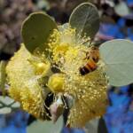 Apis mellifera on Round-leaved Mallee (Eucalyptus orbifolia), Alice Springs NT