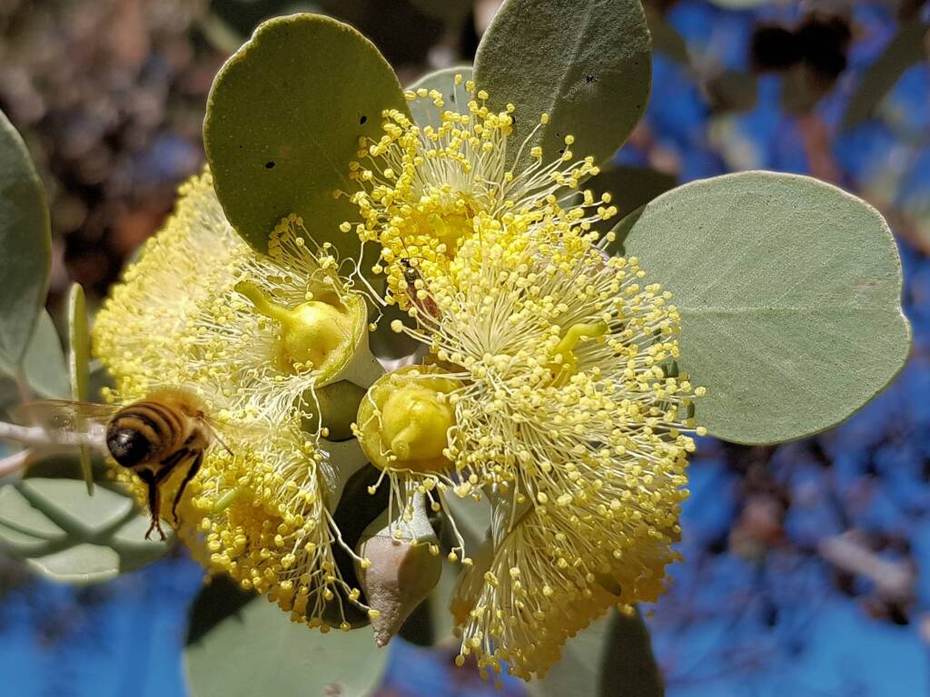 Apis mellifera on Round-leaved Mallee (Eucalyptus orbifolia), Alice Springs NT
