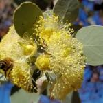 Apis mellifera on Round-leaved Mallee (Eucalyptus orbifolia), Alice Springs NT