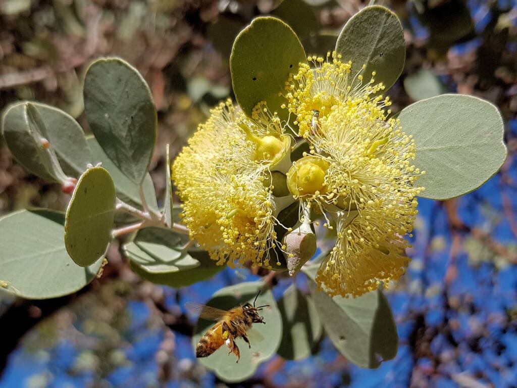Apis mellifera on Round-leaved Mallee (Eucalyptus orbifolia), Alice Springs NT