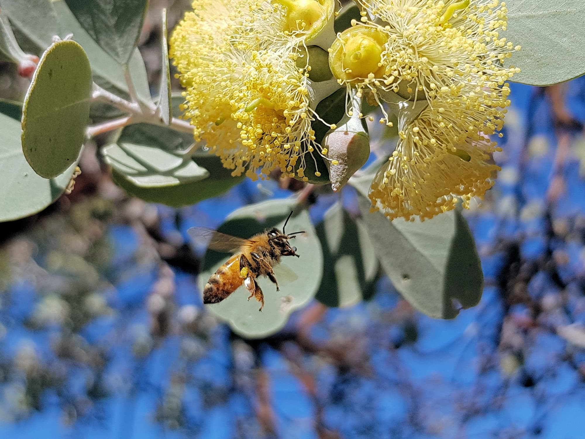 Apis mellifera on Round-leaved Mallee (Eucalyptus orbifolia), Alice Springs NT