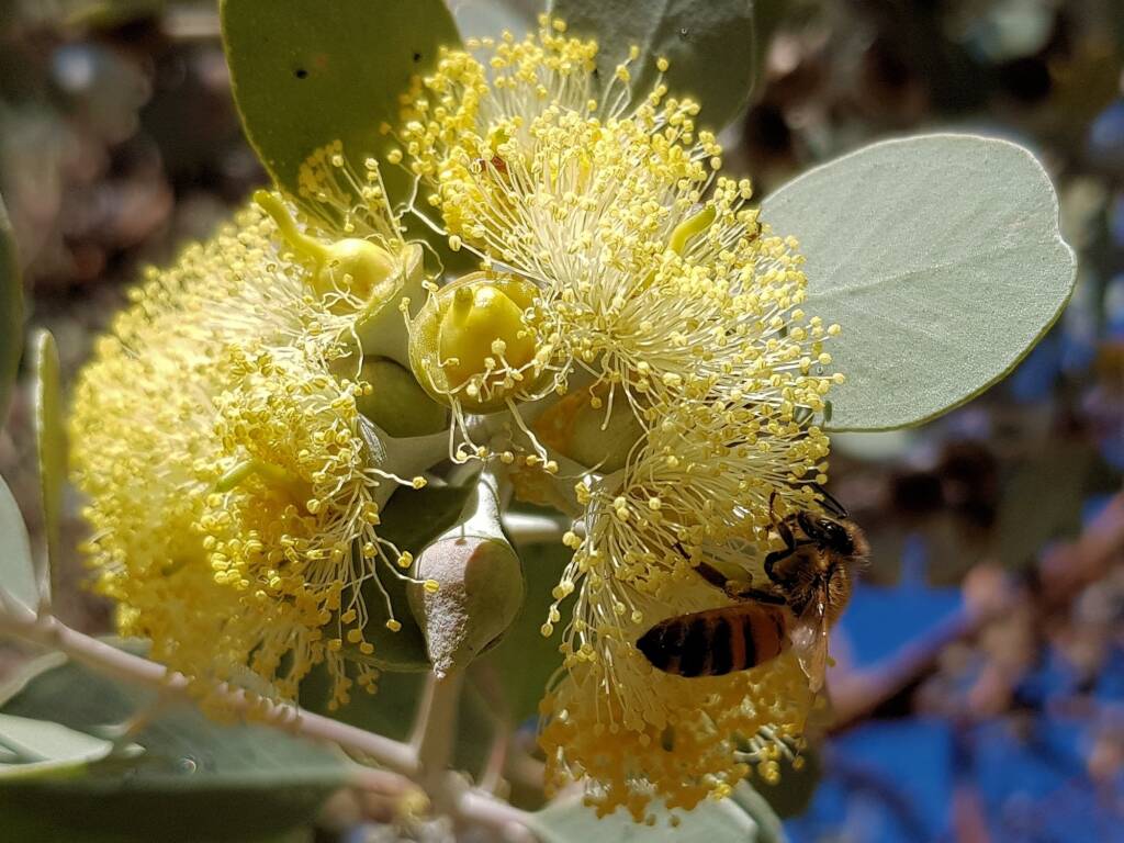Apis mellifera on Round-leaved Mallee (Eucalyptus orbifolia), Alice Springs NT