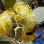 Apis mellifera on Round-leaved Mallee (Eucalyptus orbifolia), Alice Springs NT
