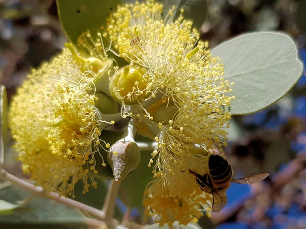 Apis mellifera on Round-leaved Mallee (Eucalyptus orbifolia), Alice Springs NT